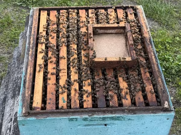 Salam. 7 ramkada toxum var say olaraq 1 dən daha çoxdur satişda