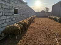 绵羊（批次，未指定性别）, Sheep — 照片 3