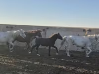 घोड़ा, Kazakh horse — फ़ोटो 1