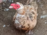 Domestic Muscovy — photo 2