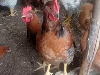 Chickens — photo 1