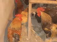 Chickens — photo 5