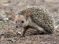 Afrika pigme kirpisi – ev heyvanı - Növ: Atelerix albiventris (Afrika — foto 1
