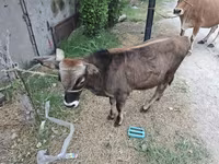 Buğa, Mal-qara — foto 5