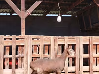 عنزة, Nubian Goat — الصورة 1
