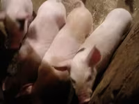 Säue, Schweine — Foto 1
