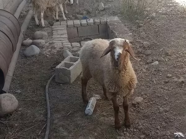 Qoç, Qoyunlar