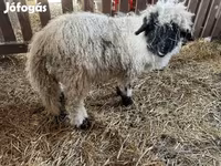 Beran, Wallis Country sheep — foto 2