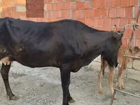 Vaca, Ganado vacuno — foto 6