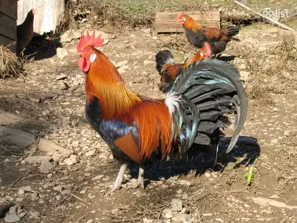 Chickens — أرمينيا