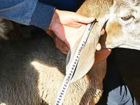 Qoç, Arashan sheep — foto 7