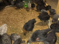 Australorp — photo 6