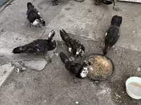 Ducks — photo 1