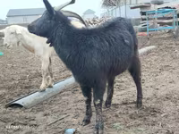 Koza, Saanen goat — foto 6