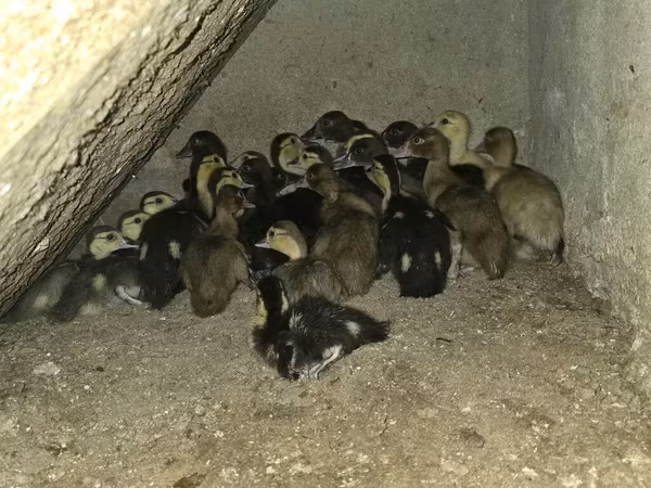 Ducks — Azərbaycan