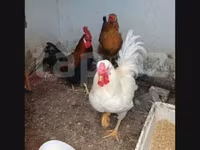 Chickens — foto 1