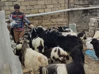 Dişi keçi, Keçilər — foto 2