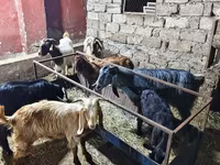 Goats (batch, sex not specified), Goats — photo 5