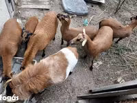 Baran, Cameroon sheep — zdjęcie 2