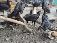 Chickens — Foto 2