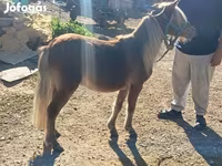 Cavalo, Shetland Pony — foto 2