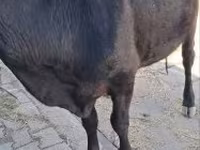 Kuh, Rinder — Foto 1
