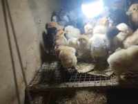 Chickens — الصورة 1