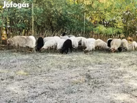 Ovelha, Racka sheep — foto 1
