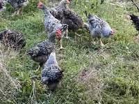 Slovenian Barred Hen — photo 3