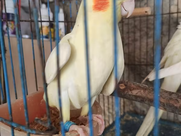 Danişan korella Karella Oxuyur Bezi sozleri deyir Baladi 3 ayliq