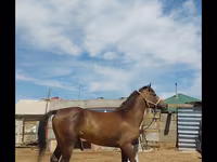 At, Kazakh horse — foto 2
