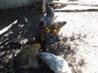 Chickens — Foto 5