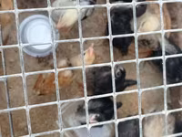 Chickens — photo 6