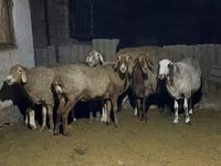 Qoʻy, Arashan sheep — 6-rasm