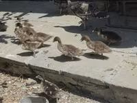 Ducks — photo 5