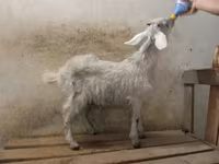 Kozel, Nubian Goat — foto 2