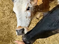 Touro, Zebu — foto 2