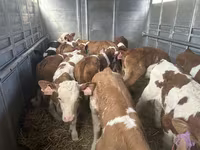 ثور, Simmental cattle — الصورة 4