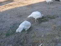 Turkeys — Foto 1