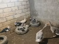 Turkeys — foto 5
