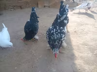 ياباني بانتام — الصورة 6