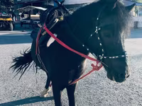 Caballo, Shetland Pony — foto 6