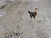 Chickens — photo 1