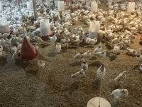 Chickens — foto 1