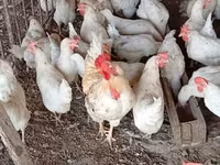 Chickens — Foto 2