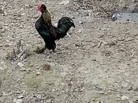 Yapon Bantam — foto 3