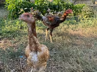 Chickens — photo 1