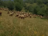 Sheep (batch, sex not specified), Sheep — photo 2