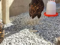 Chickens — photo 1