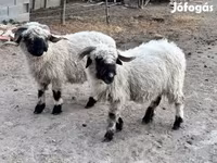 Ovelha, Valais Blacknose sheep — foto 2